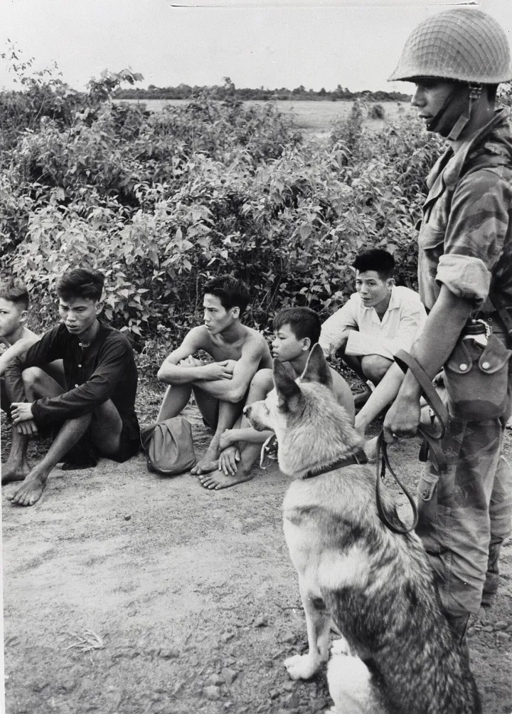 ARVN dog handler guards suspected VC