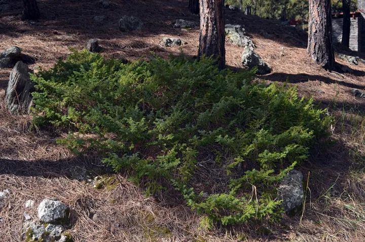 Common junipers are low spreading shrubs that thrive beneath the ponderosa pine trees. Their needle-like leave are very short (4305c000-1dd8-b71b-0b18-9c90c3d0a