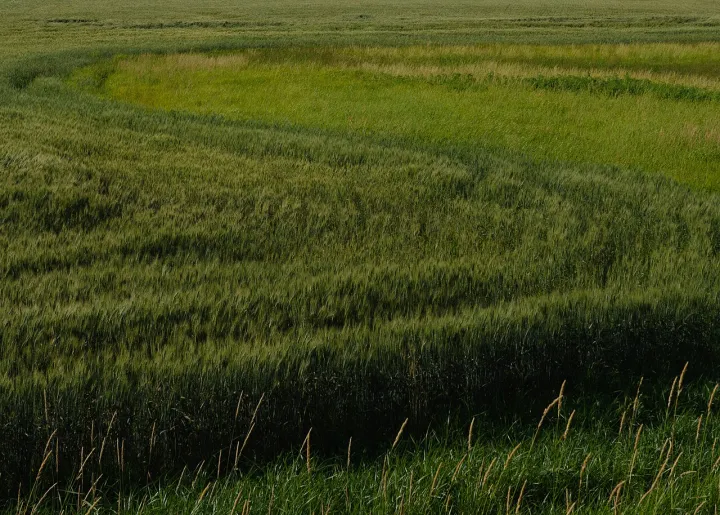 Wheat in Polk County, Minnesota