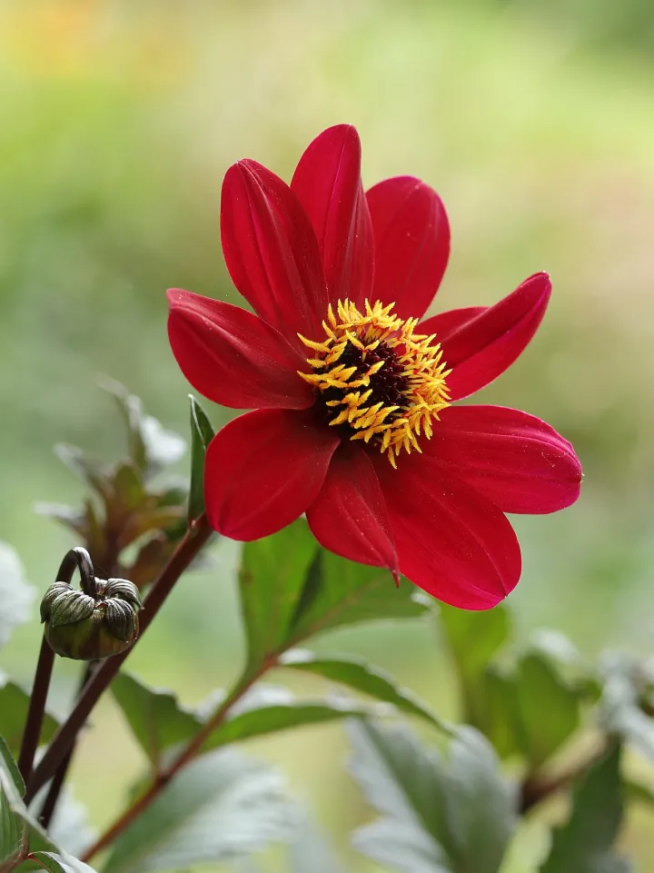 Dahlia 'Bishop of Auckland.JPG