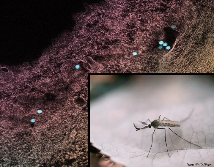 Culex mosquito and West Nile Virus Micrograph