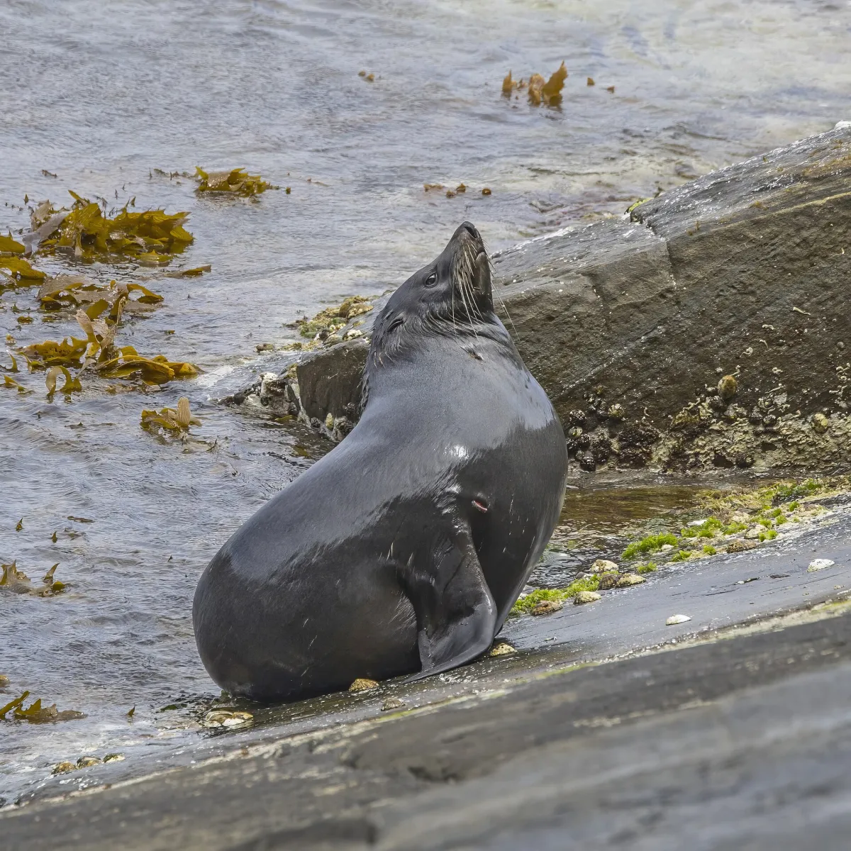 Long-nosed fur seal (Arctocephalus forsteri) on Kangaroo Island, South Australia