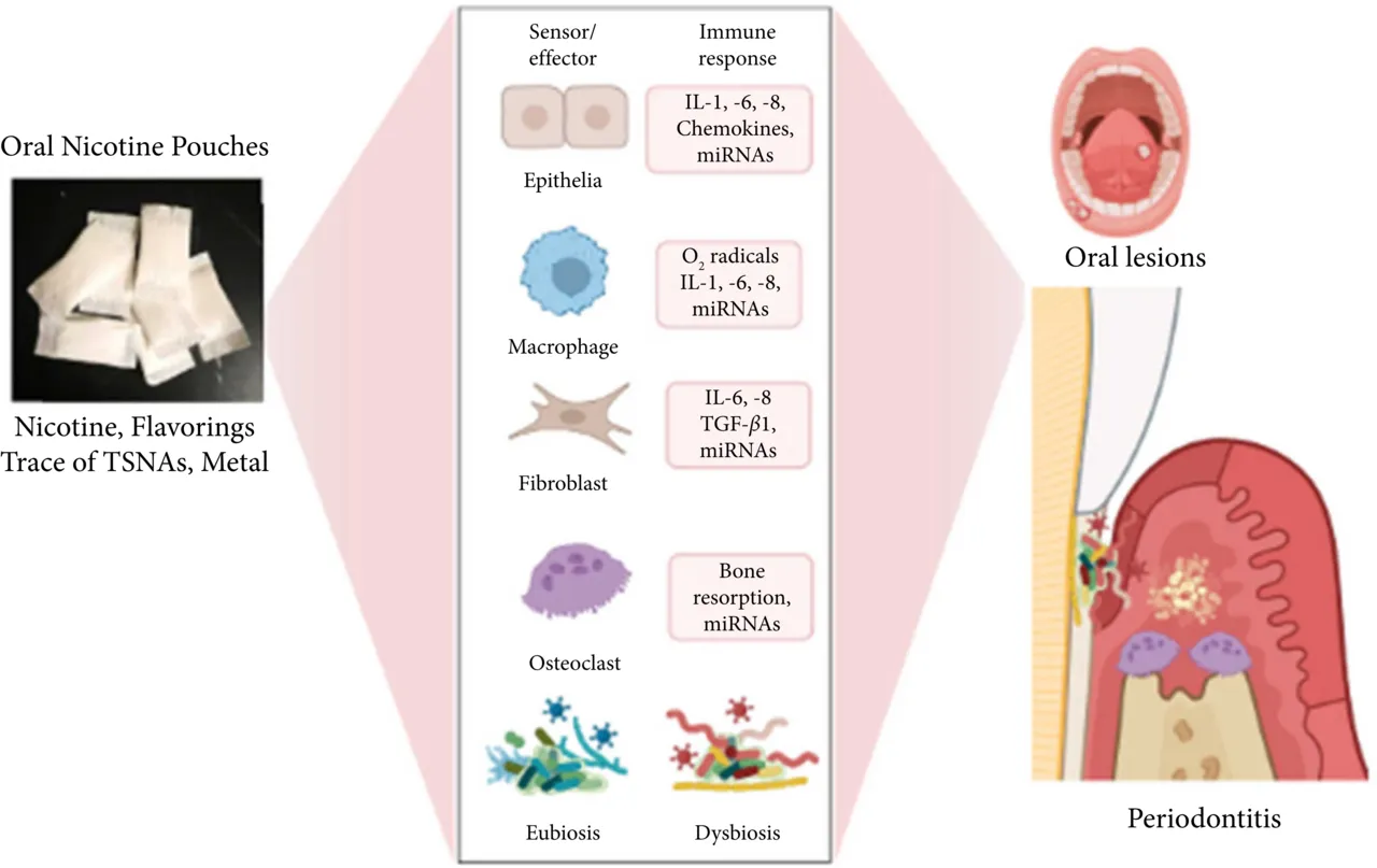 File:Health risks of oral nicotine pouches.png