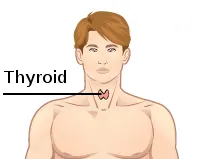 thyroid gland (Wikidata P18)