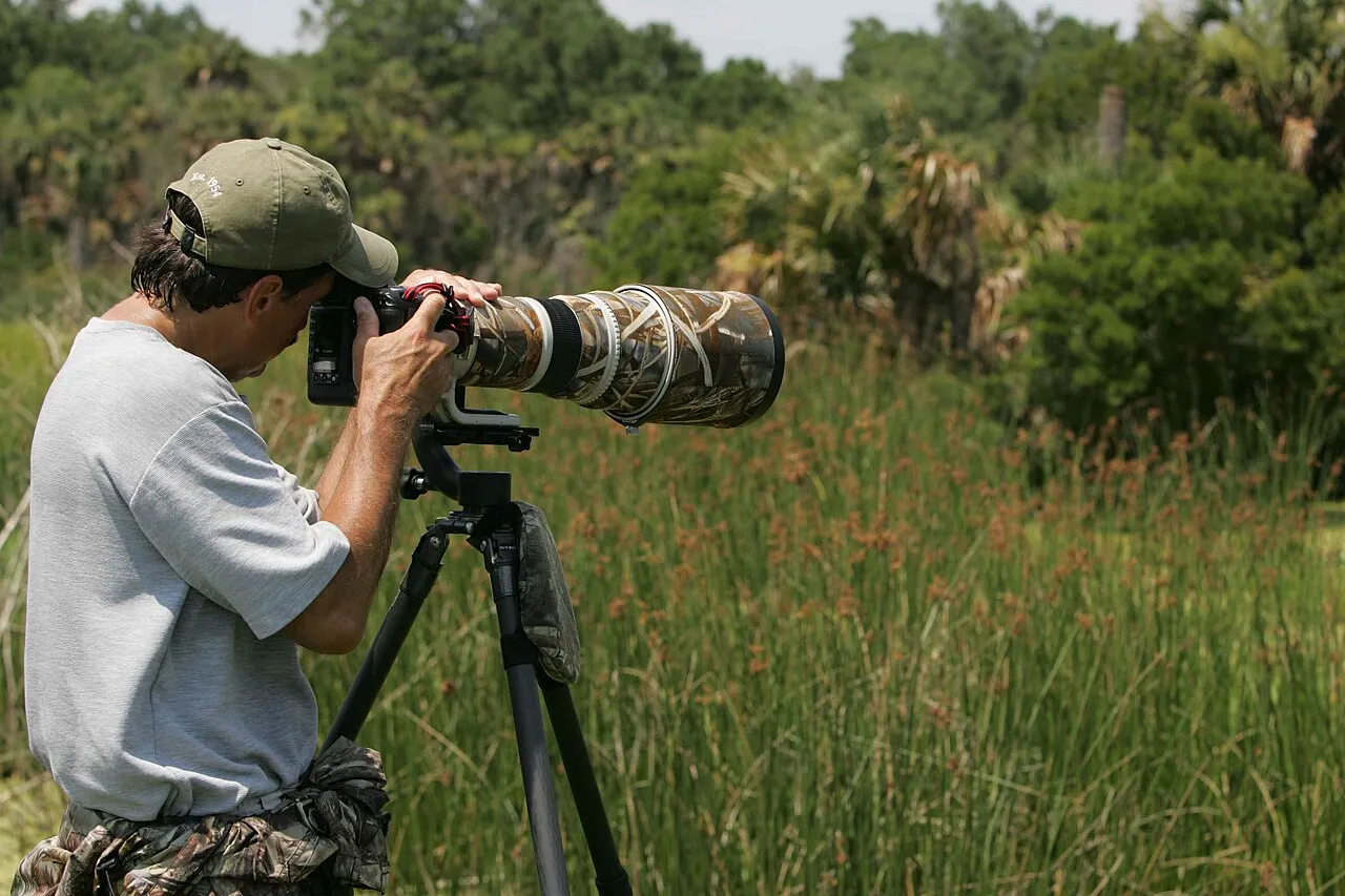 File:Wildlife photographer captures wildlife.jpg