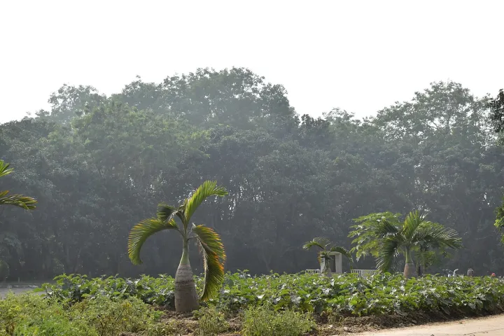 Indian Council of Agricultural Research centre in Kalyani 11
