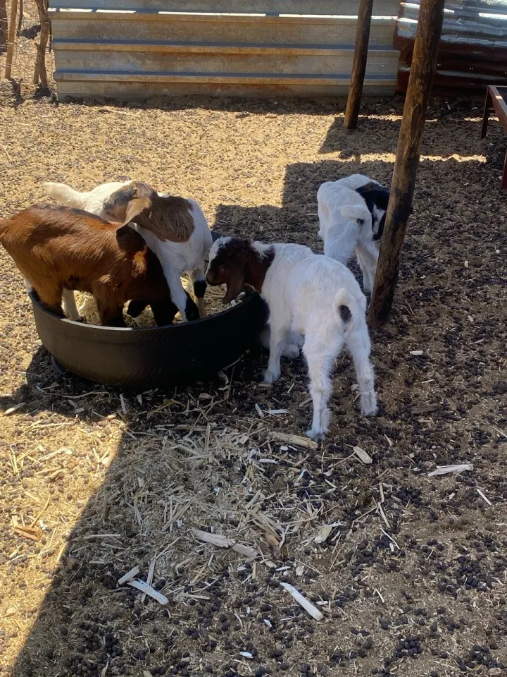 Baby goats eating grass