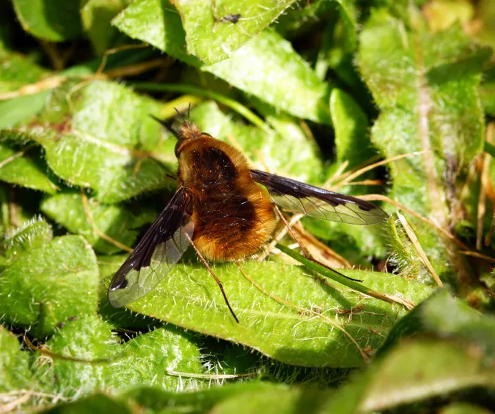 Bombylius major (33924004811)