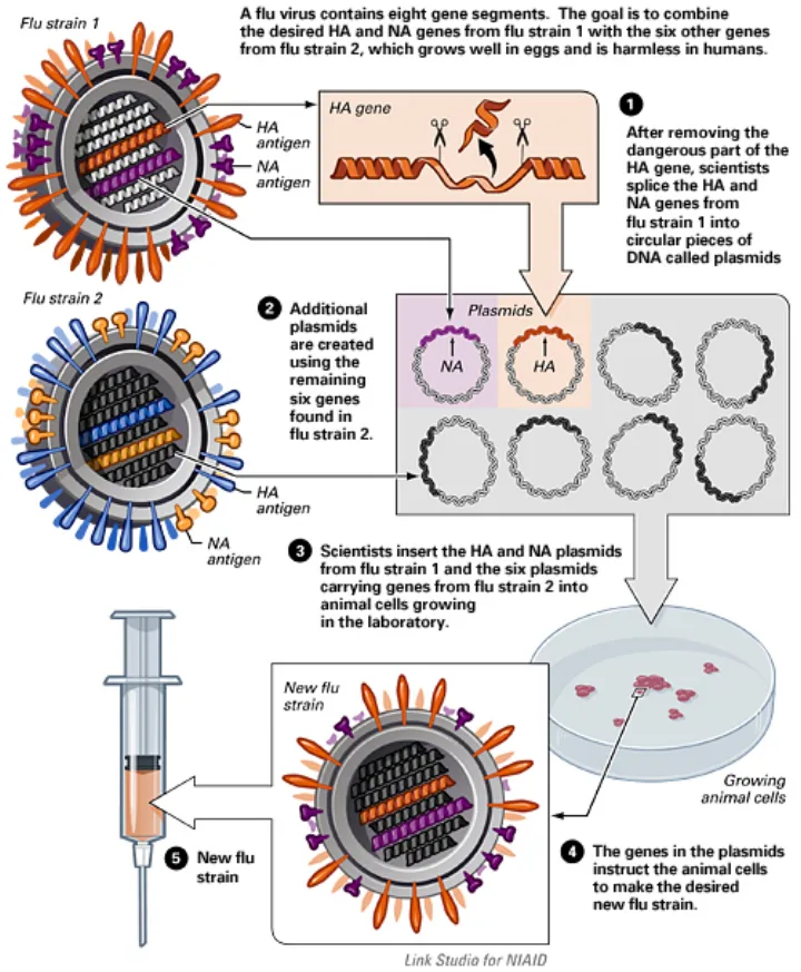 Flu Vaccine
