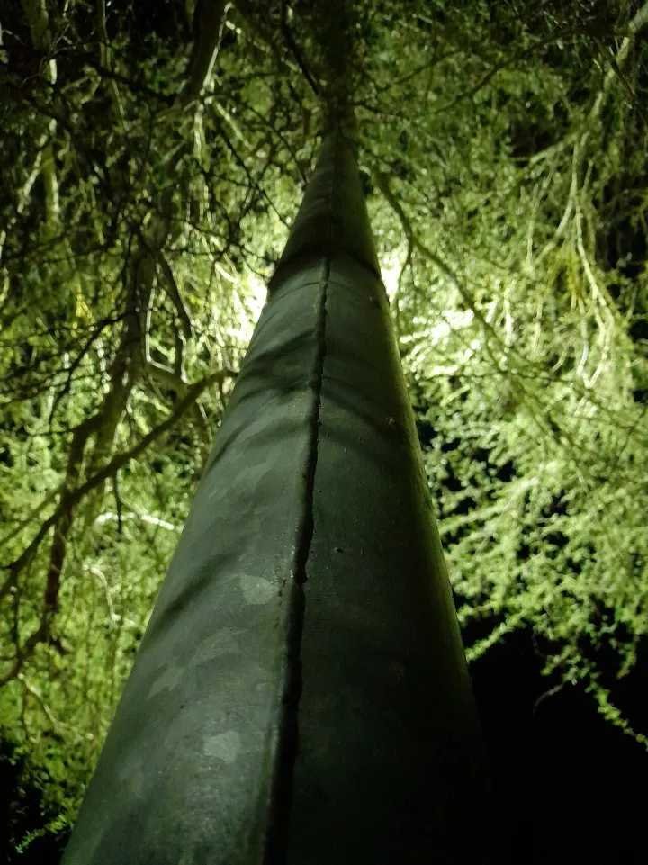 Homey tree