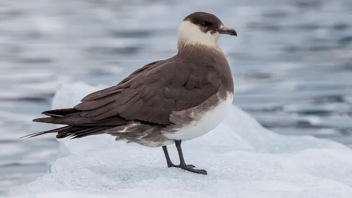 Arctic skua (Stercorarius parasiticus) on an ice floe, Svalbard