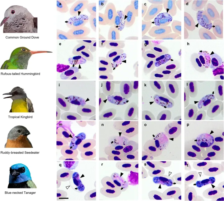 Parasites of the genera Haemoproteus found in birds in Colombia.webp