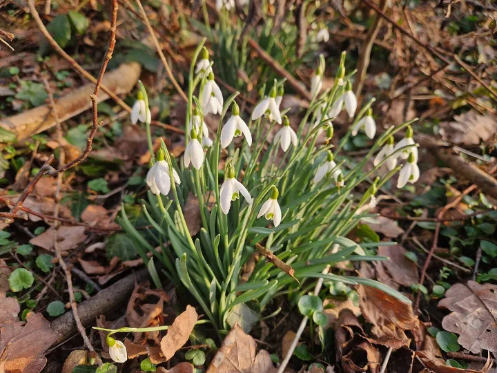 Ehrenbach, snow drops in forest
