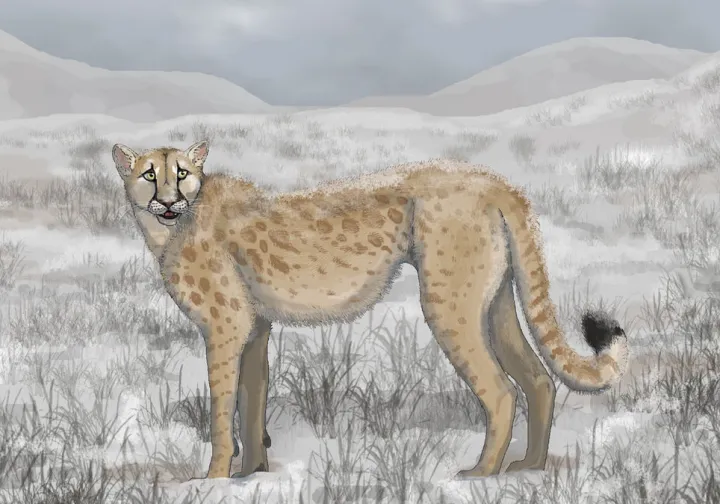 Miracinonyx (american cheetah)