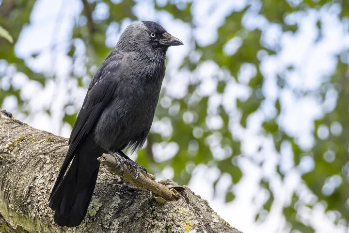 Western Jackdaw 2025 05 23 03