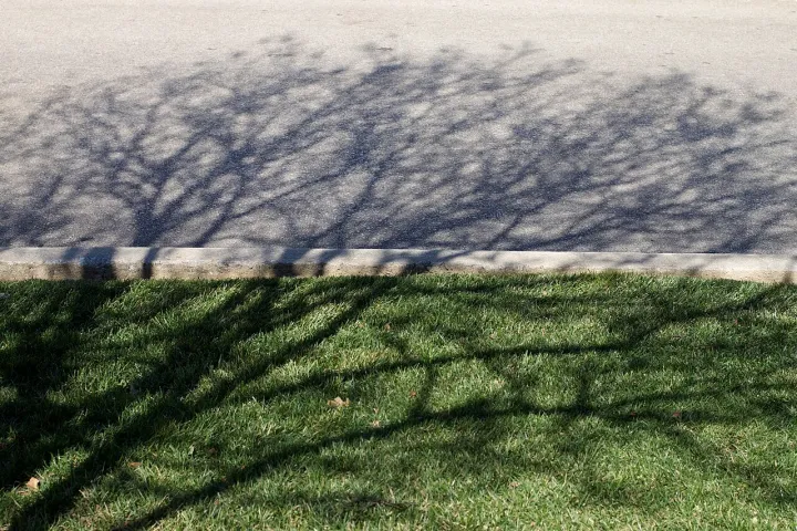 A Tree, A Network, A Tree (5386625756)