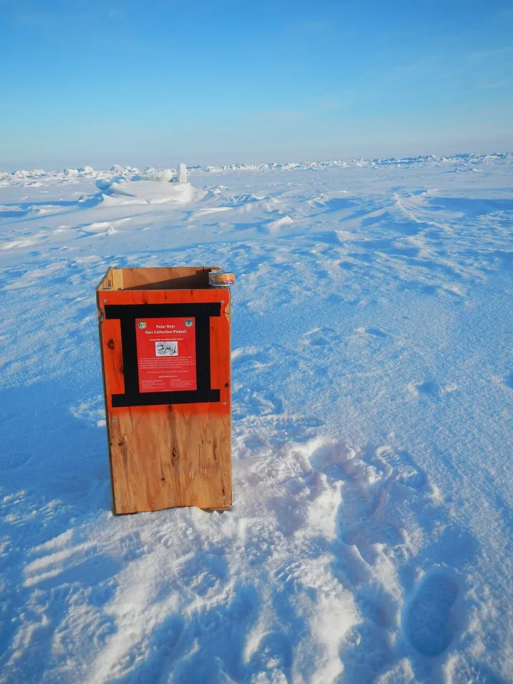 Polar bear hair snare (33331826923)