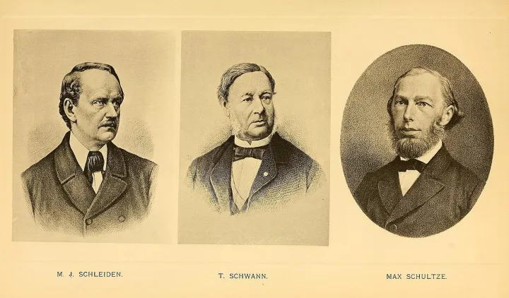 Schleiden, Schwann, Schultze - Some apostles of physiology