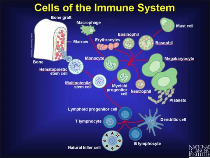 Cells of the immune system
