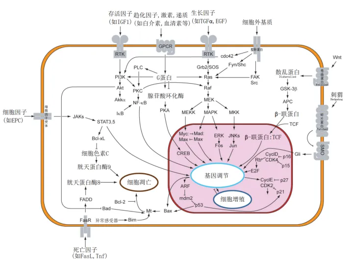 Signal transduction pathways zh