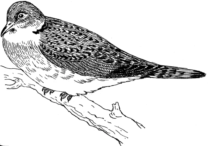 Turtle Dove (PSF)