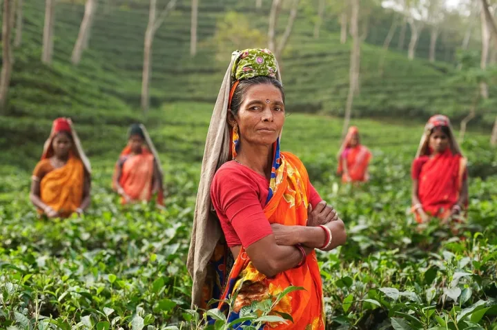 Indian women tea plantation -
