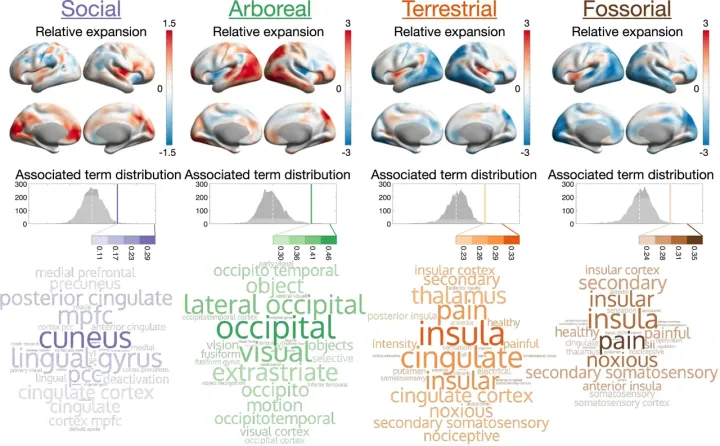 Relative expansion along ecological dimensions reveals functionally associated areal patterns across the cortex.webp