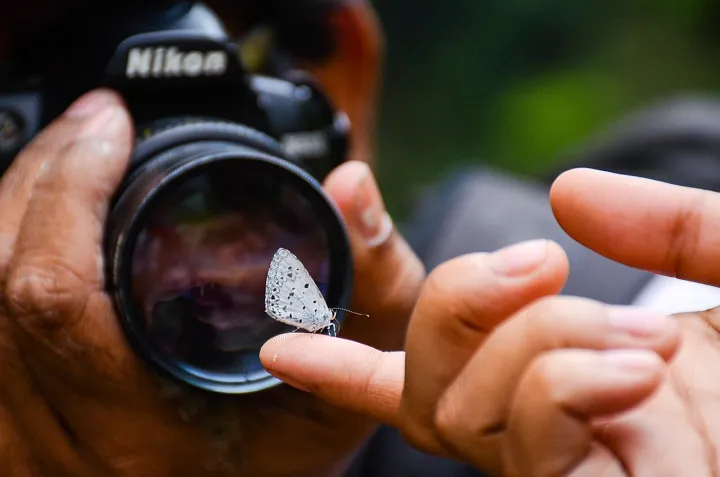 A tiny butterfly of Lycaenidae family is Collecting salt from sweating finger WLB 16 DSC 9077
