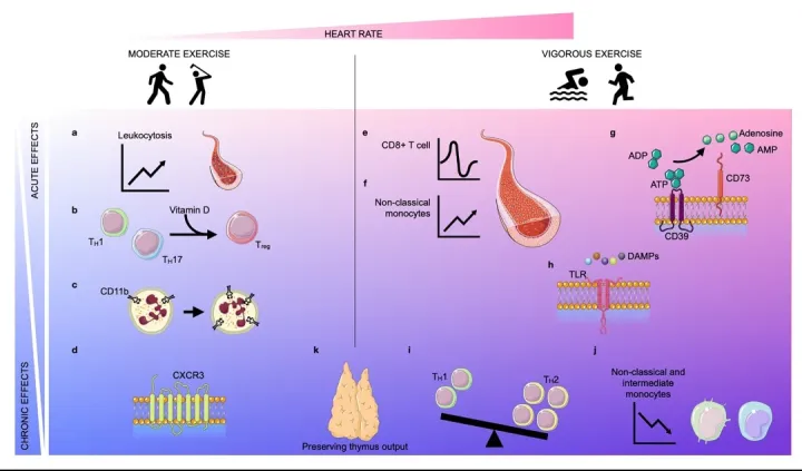 Acute and chronic effects of moderate and vigorous exercise