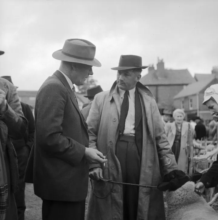 Ram sale causes traffic chaos in Oswestry (1484328)