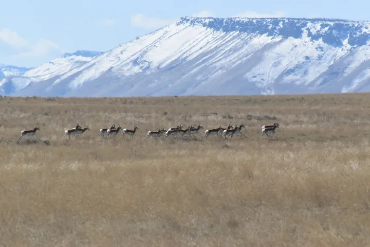 Pronghorn at Minidoka (53230045081)