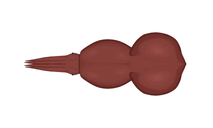 Colossal squid by fahad