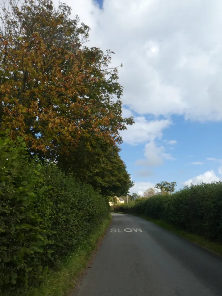 Slow as you pass the autumn colour (and watch out for the narrow road) - geograph.org.uk - 6646476