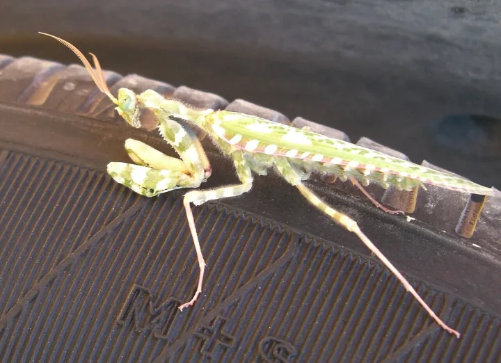 Devil flower mantis