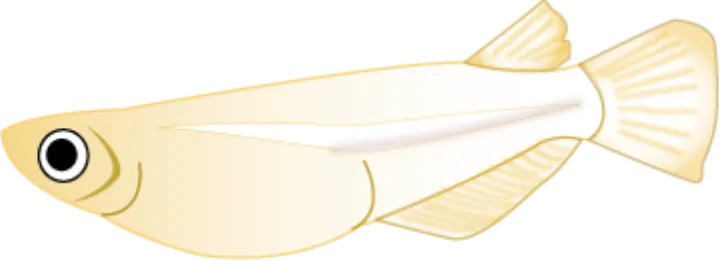 Japanese rice fish (Oryzias latipes)
