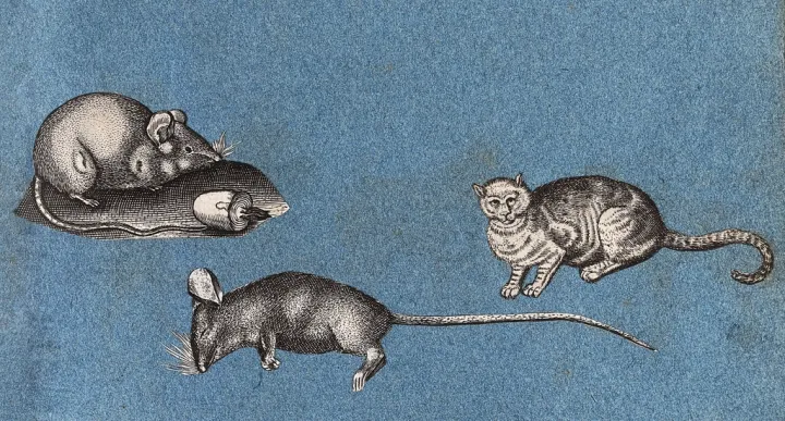 Two mice (one dead) cat