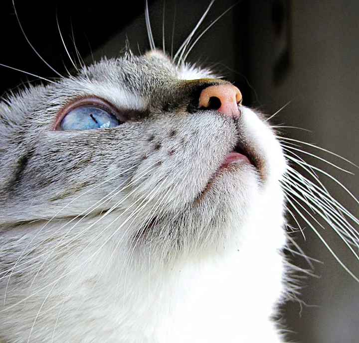 May your heart always be tickled by cat whiskers.... (13998258097)