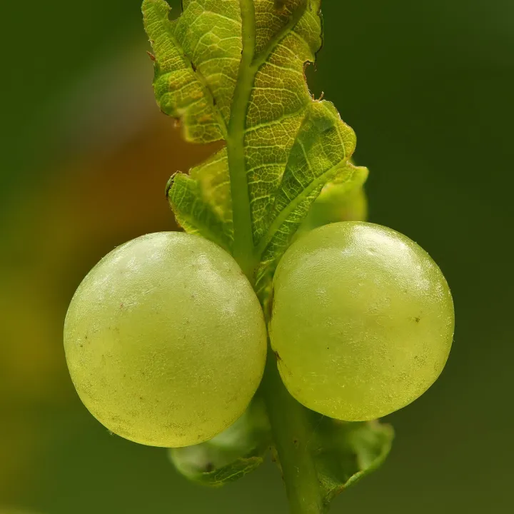 Oak apples - Keila