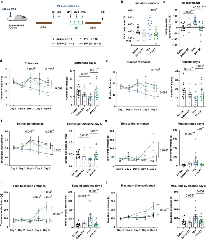 The beneficial effect of PF4 on cognition is neurogenesis-dependent.webp