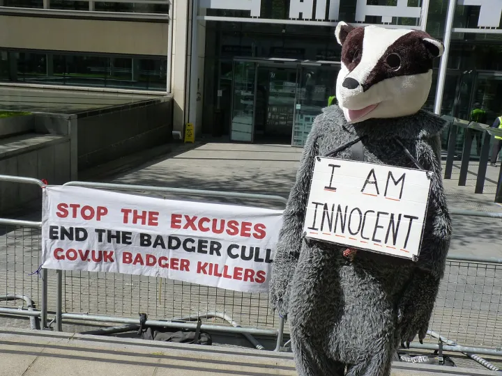 Badger outside the Home Office says End the badger cull