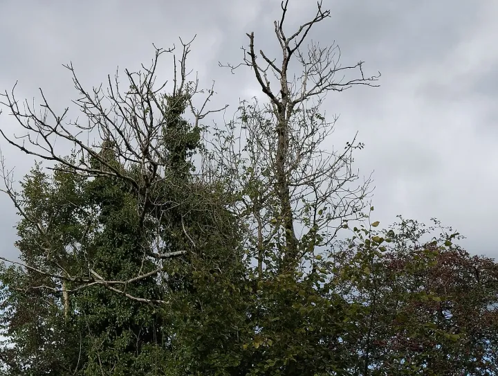Ash tree with ash dieback disease