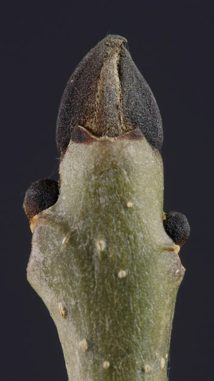 Buds of Fraxinus excelsior 03