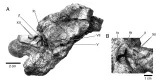 Nebulasaurus