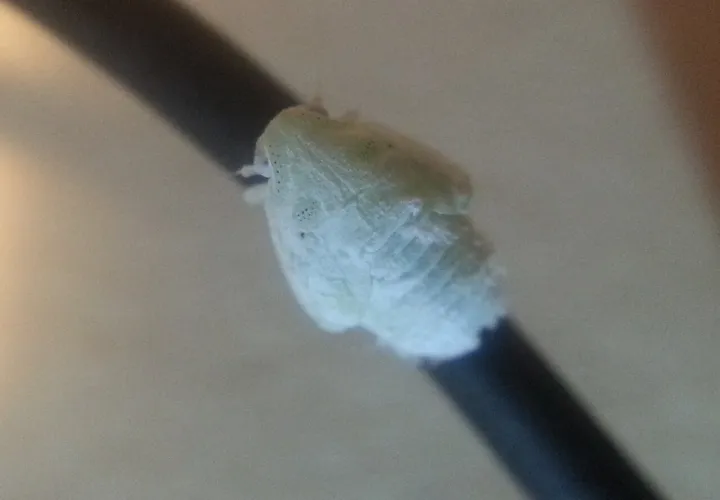 Citrus flatid planthopper nymph top closeup
