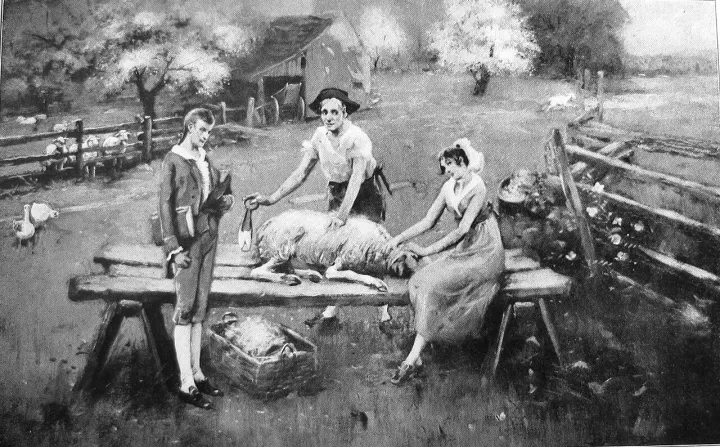 Sheep-shearing-branson-tn1