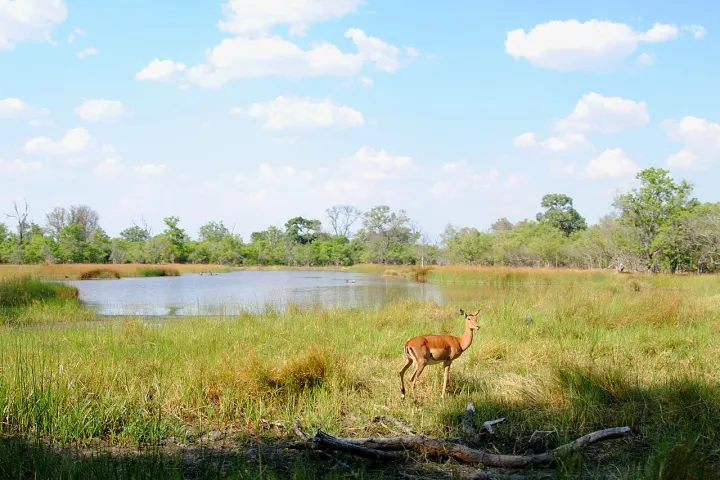 Impala in Moremi Game Reserve - Botswana - panoramio