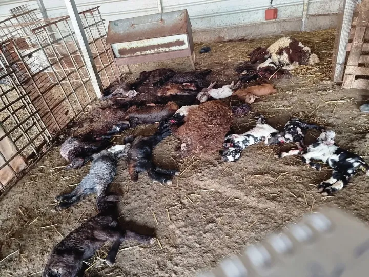 Sheeps killed by Israeli settlers in Al-Mughayyir, Ramallah 2
