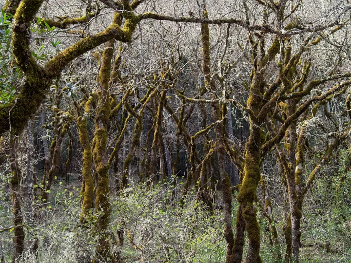 Bothe-Napa Valley State Park (01811)