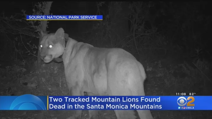Rat Poison Found In 2 Mountain Lions Found Dead In Santa Monica Mountains