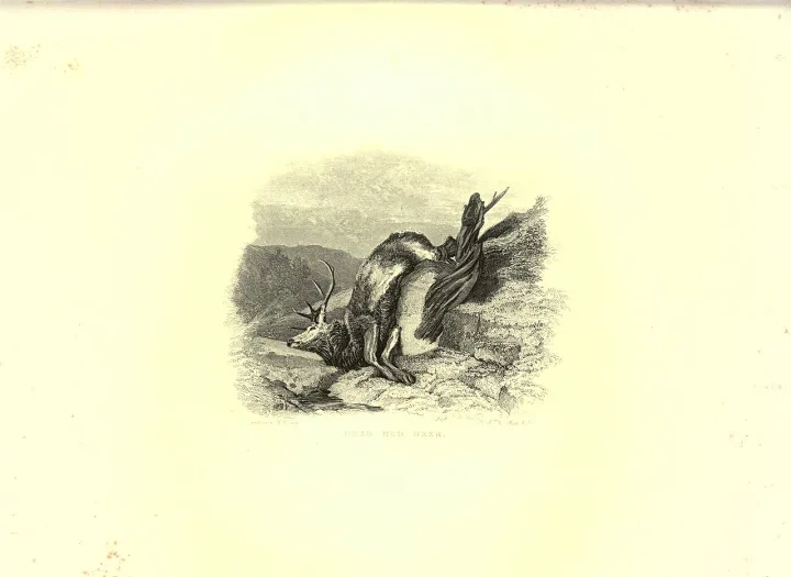 Engravings of lions, tigers, panthers, leopards, dogs, &c (Plate 35) BHL22606814